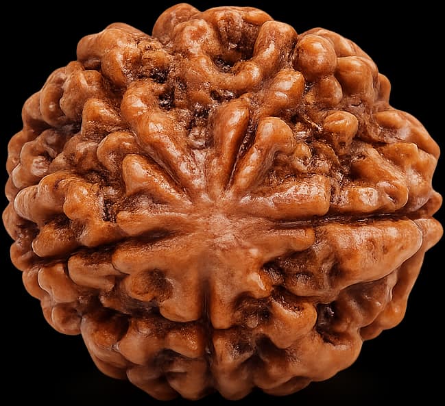 Rudraksha - 5 Mukhi